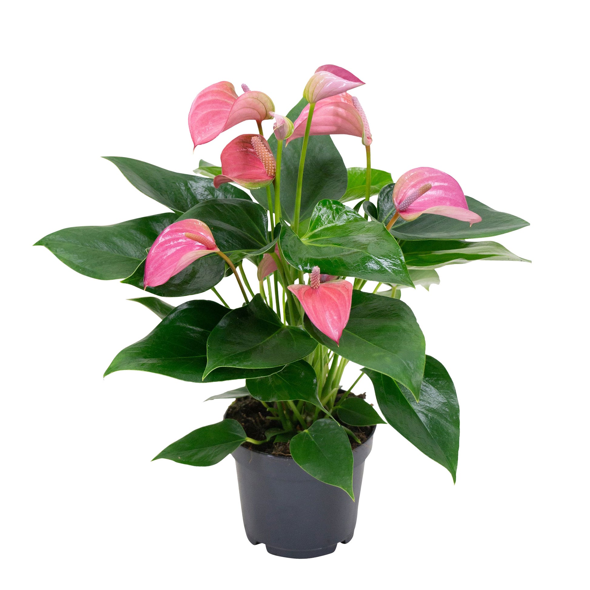 anthurium flamingo pink Buy house plants now Flamingo plant Anthurium 'Joli Pink' Pink