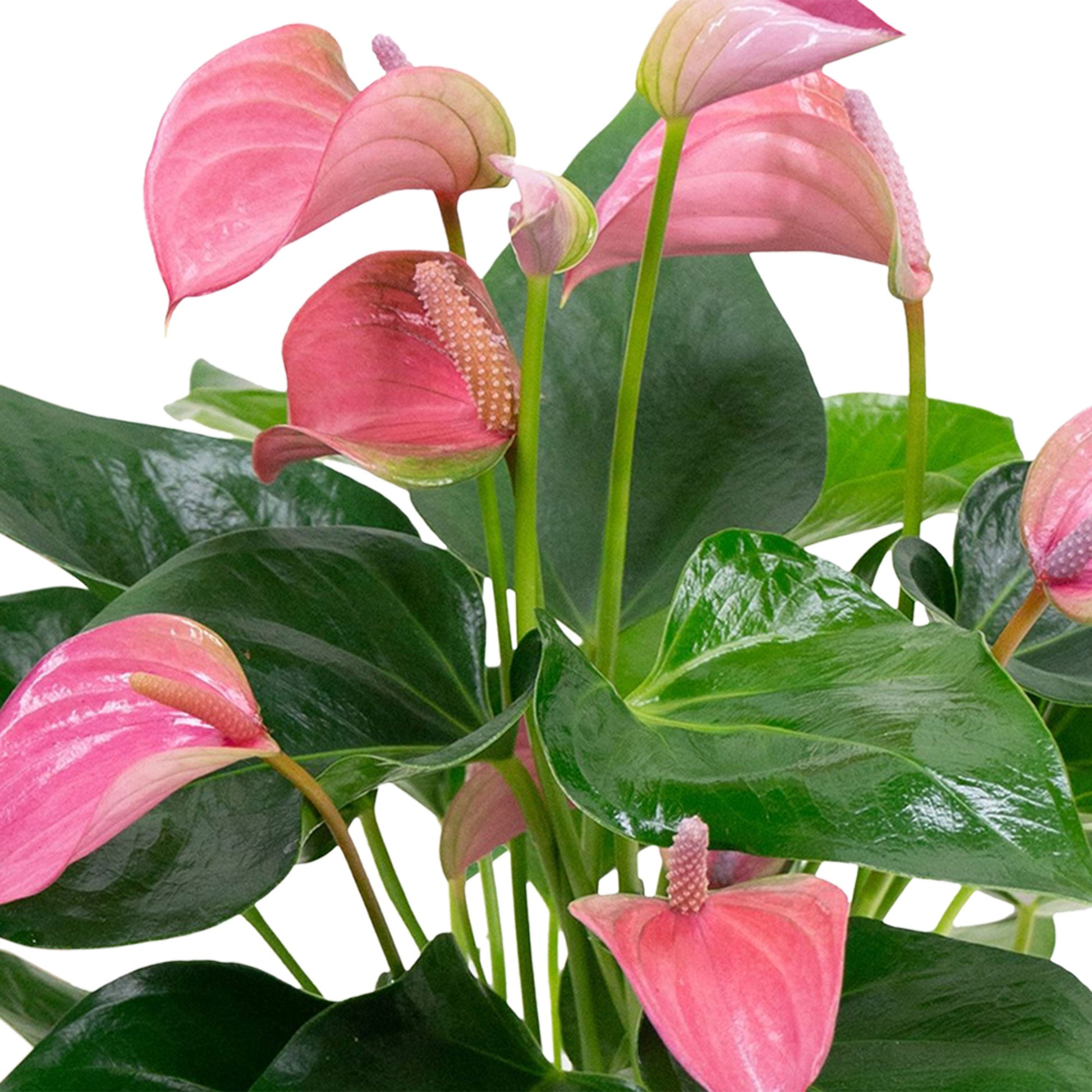 pink bird anthurium Flamingo plant Anthurium 'Joli Pink' Pink