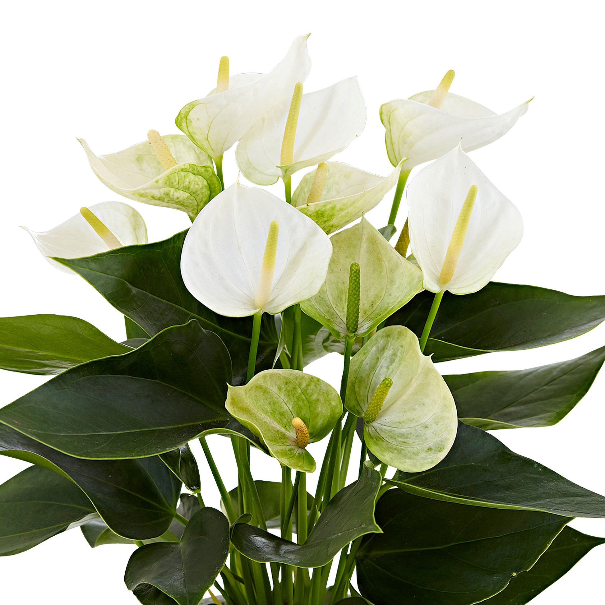 anthurium flor blanca Buy house plants now Flamingo plant Anthurium andreanum White