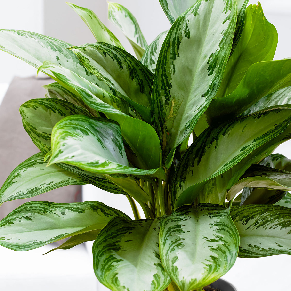 Chinese evergreen Aglaonema 'Silver Bay' grey-green