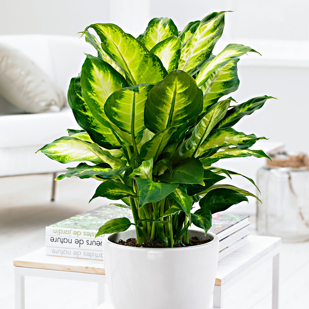 Dieffenbachia 'Camilla'