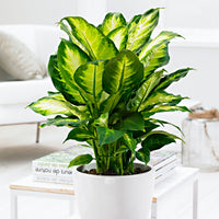 Dieffenbachia 'Camilla'