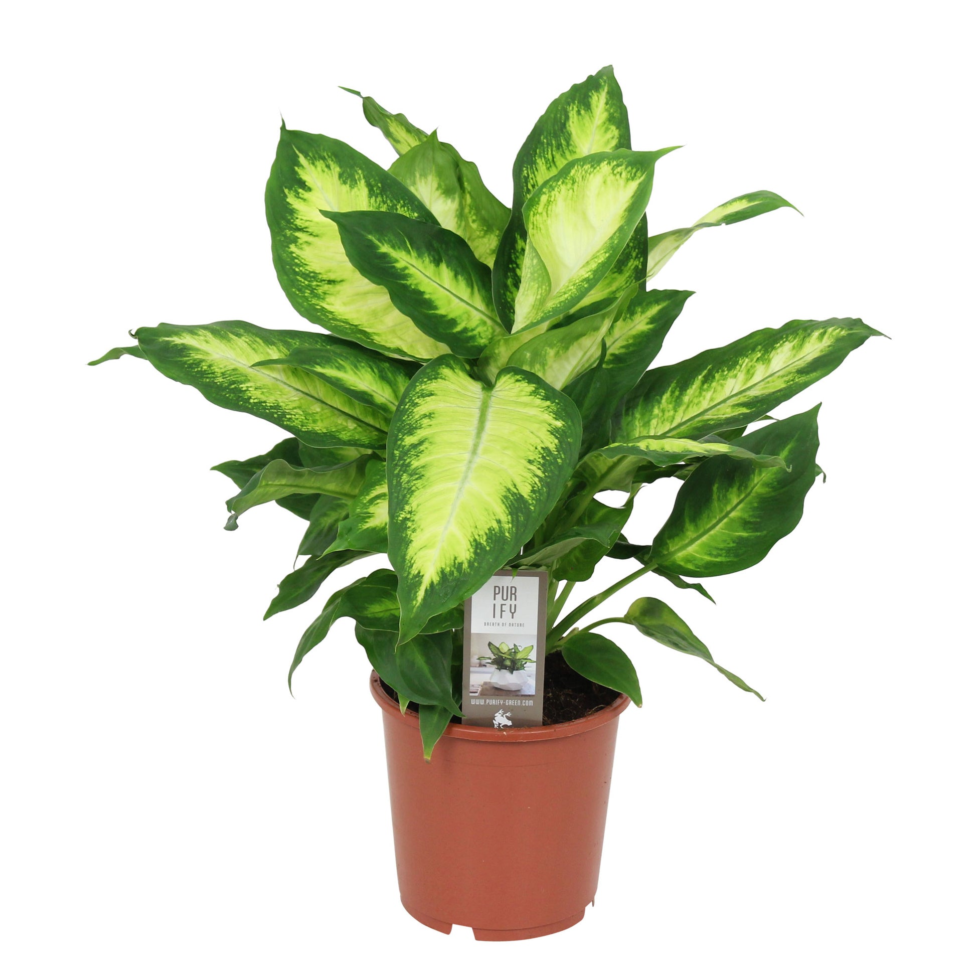 buy house plants now dieffenbachia camilla bakker.combakker.com Dieffenbachia 'Camilla'