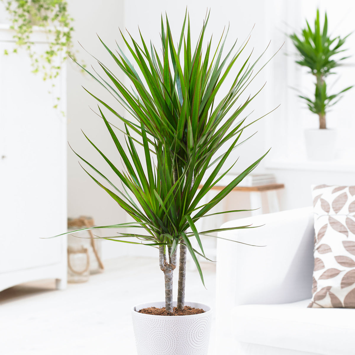 Dragon Tree Dracaena marginata