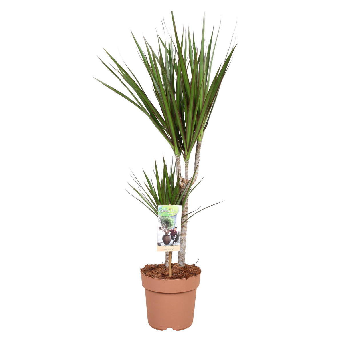 Dragon Tree Dracaena marginata