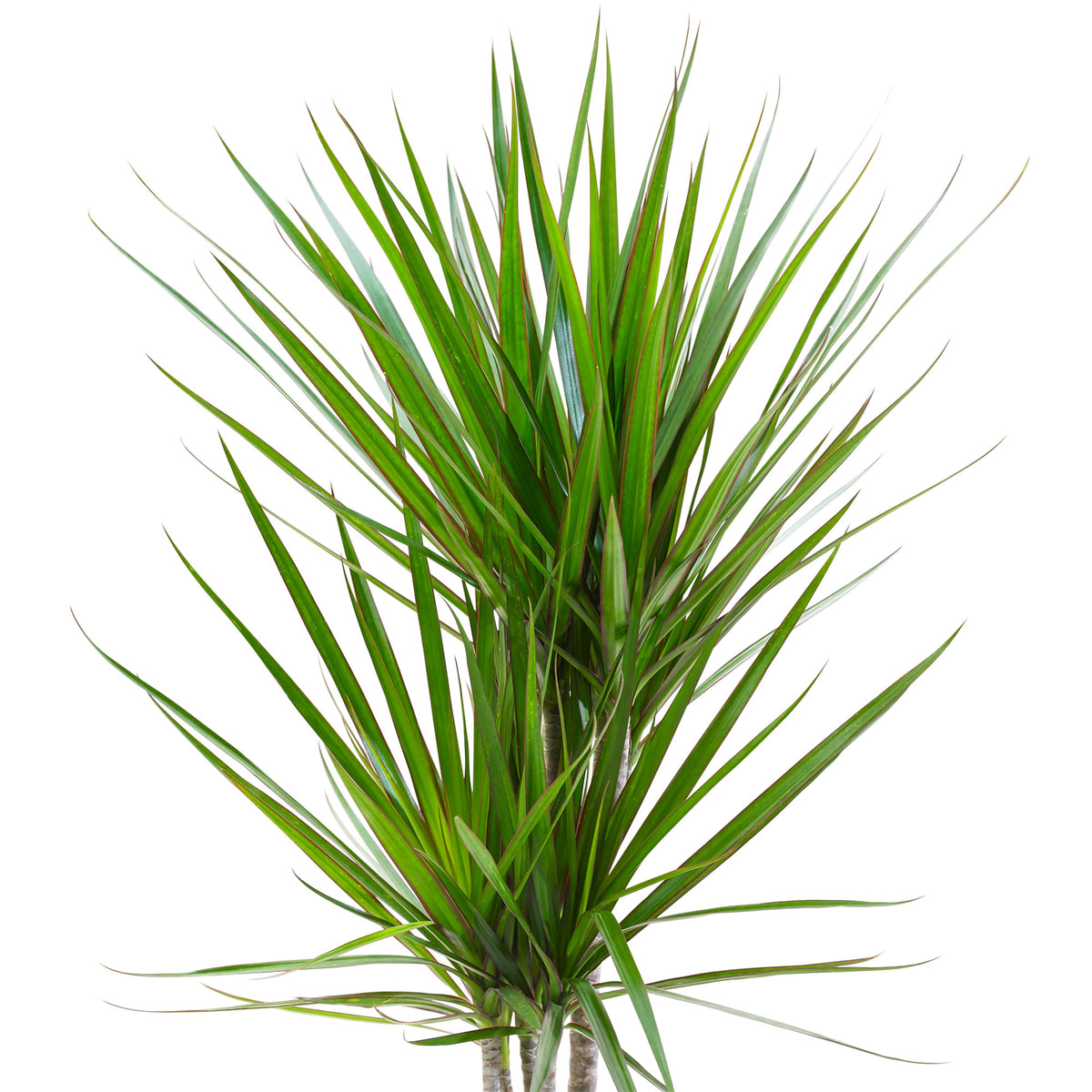 Dragon Tree Dracaena marginata