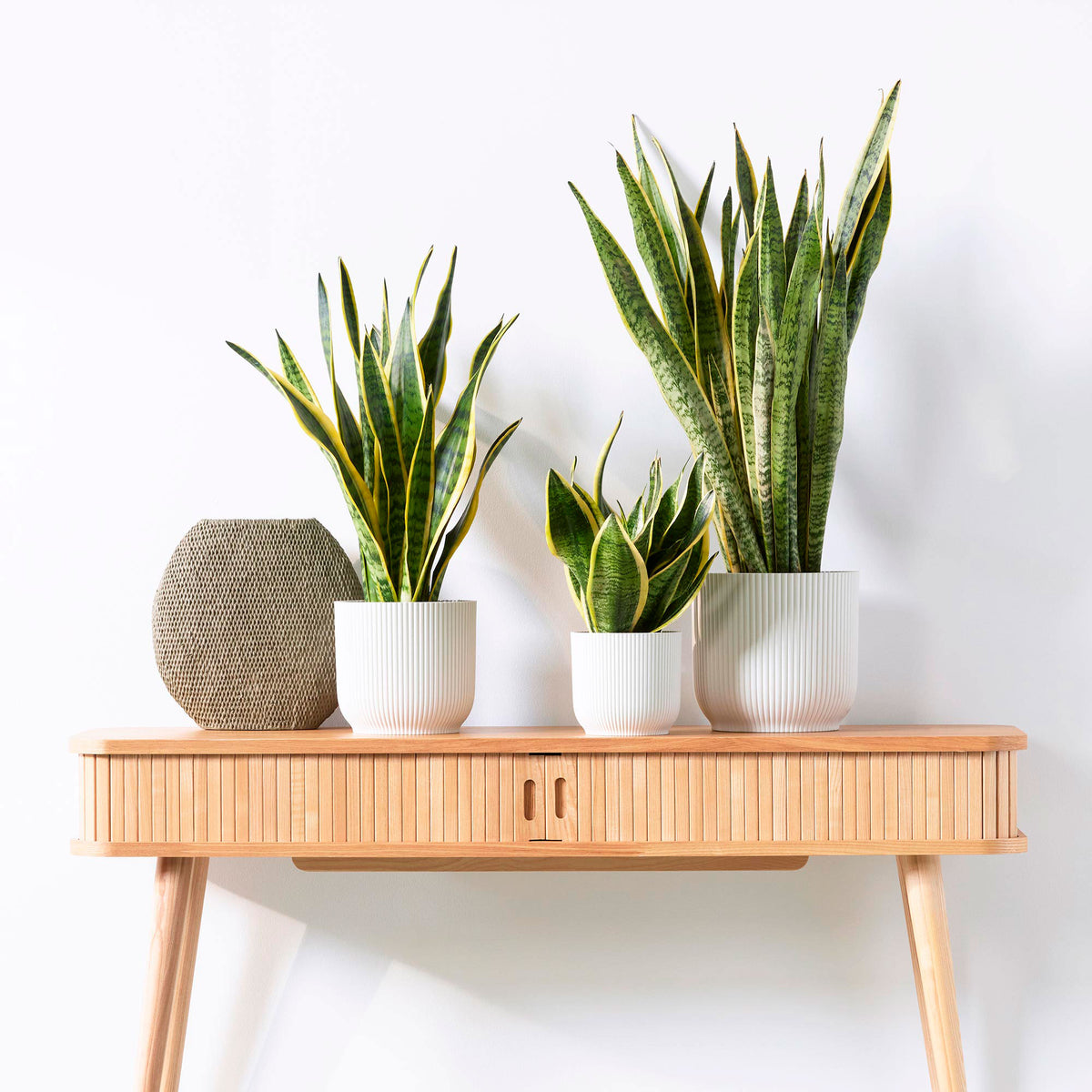 Snake plant Sansevieria 'Laurentii'
