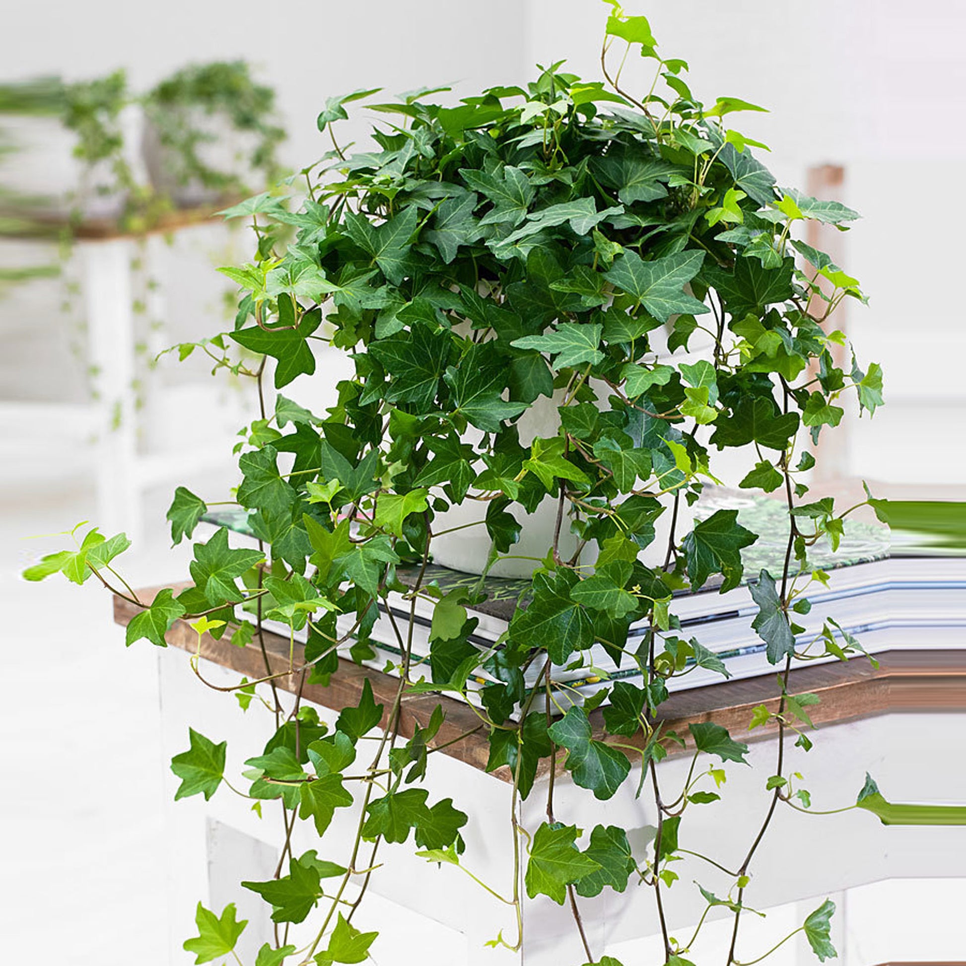 house plants pittsburgh Buy house plants now Ivy Hedera 'Pittsburgh' - Hanging plant