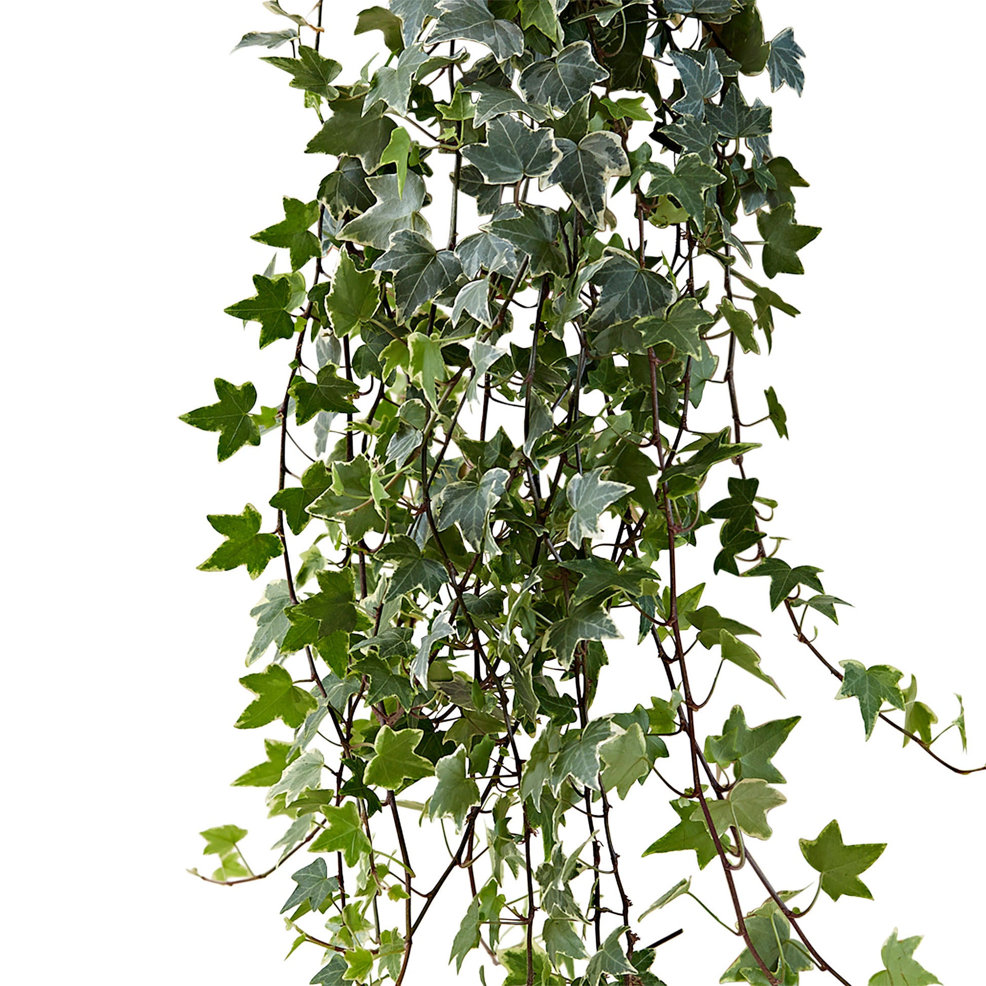 Buy house plants now Ivy Hedera 'Eva' - Hanging plant