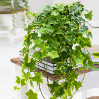 Ivy Hedera 'Goldchild'  - Hanging plant