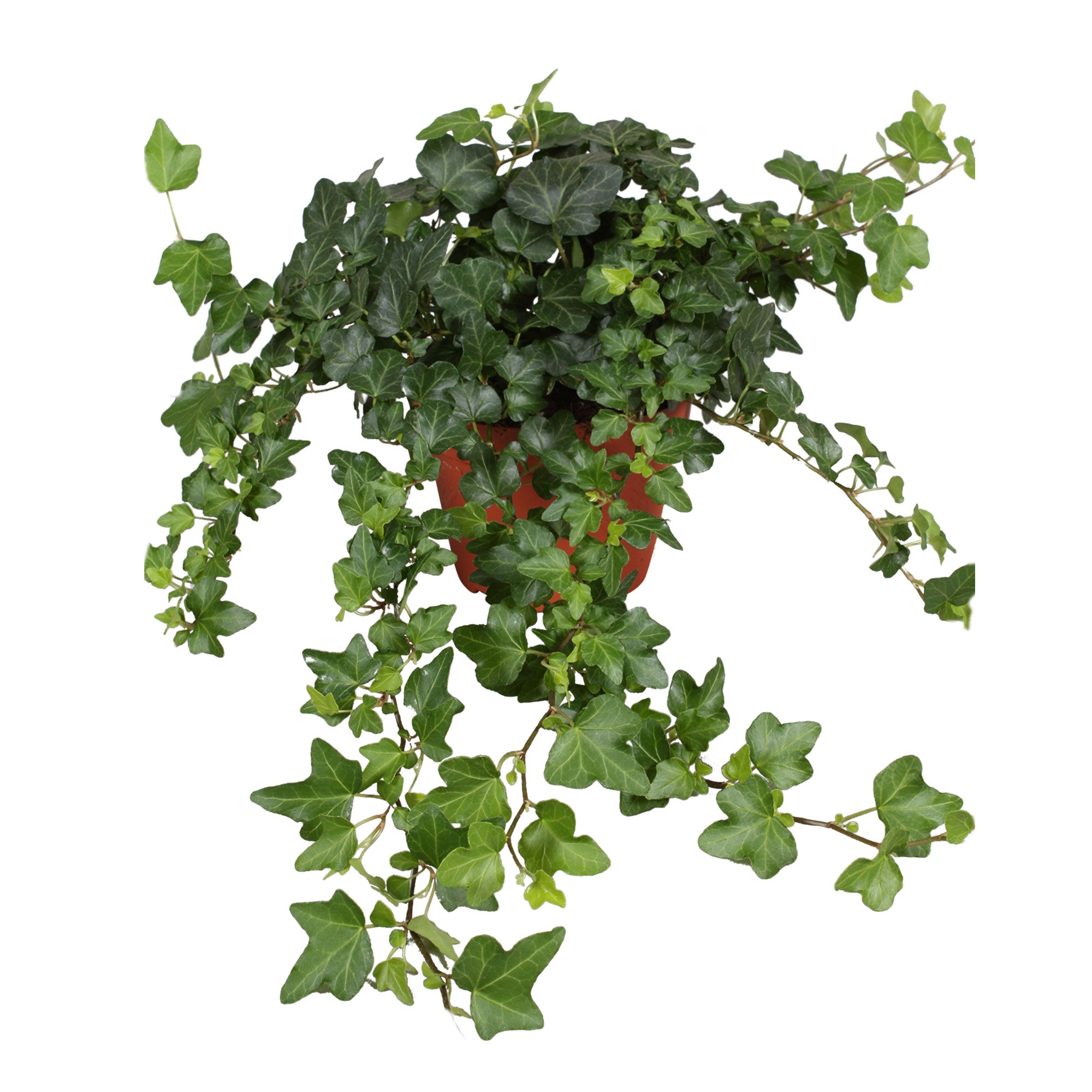 Hedera helix White Wonder - English Ivy - Hanging Plants