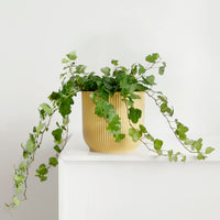 Ivy Hedera 'Wonder'  - Hanging plant