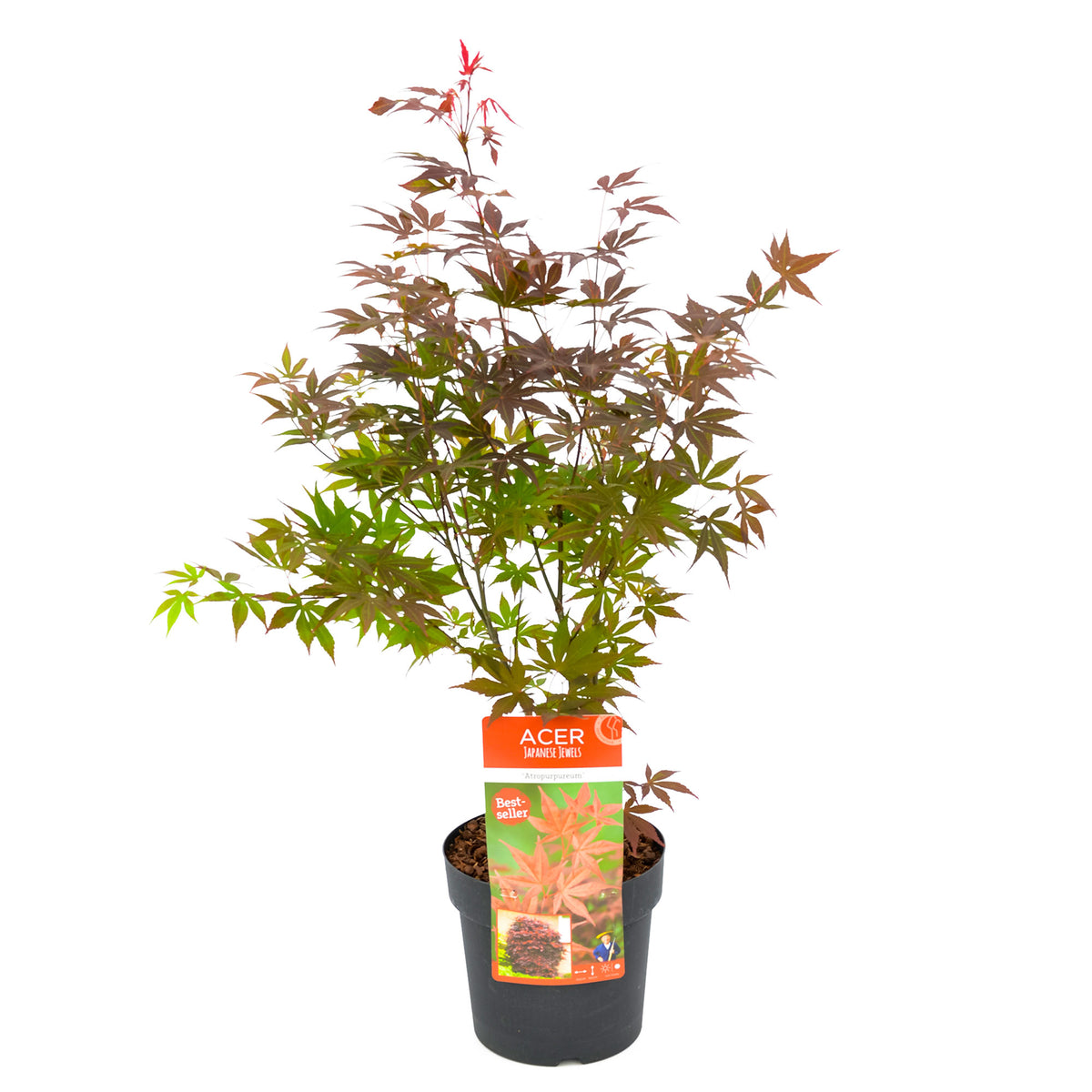 Japanese maple Acer 'Atropurpureum' green-red - Hardy plant