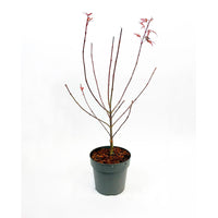 Japanese maple Acer 'Atropurpureum' green-red - Hardy plant