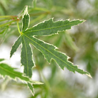 Japanese maple Acer 'Emerald Lace' green-red - Hardy plant