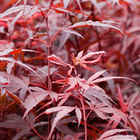 Japanese maple Acer palmatum 'Shaina' red - Hardy plant