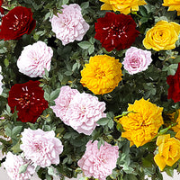 Standard Tree Rose Rosa 'Tricolor Parfum Bomb' red-yellow-pink - Hardy plant - Bare rooted