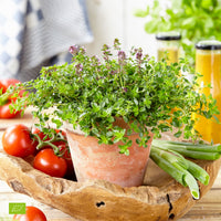 2x Oregano-thyme Thymus 'Tabor' - Organic