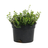 2x Oregano-thyme Thymus 'Tabor' - Organic