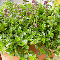 2x Oregano-thyme Thymus 'Tabor' - Organic