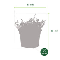 2x Oregano-thyme Thymus 'Tabor' - Organic