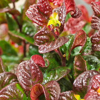 Leucothoe 'Curly Red'® - Hardy plant