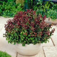 Leucothoe 'Curly Red'® - Hardy plant