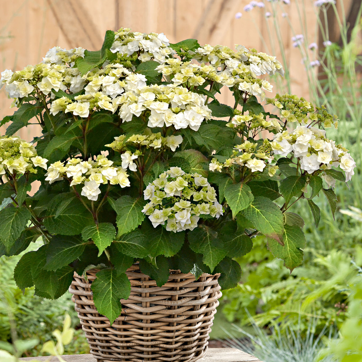 Bigleaf hydrangea Hydrangea 'Doppio Bianco' White - Hardy plant
