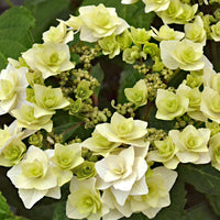 Bigleaf hydrangea Hydrangea 'Doppio Bianco' White - Hardy plant