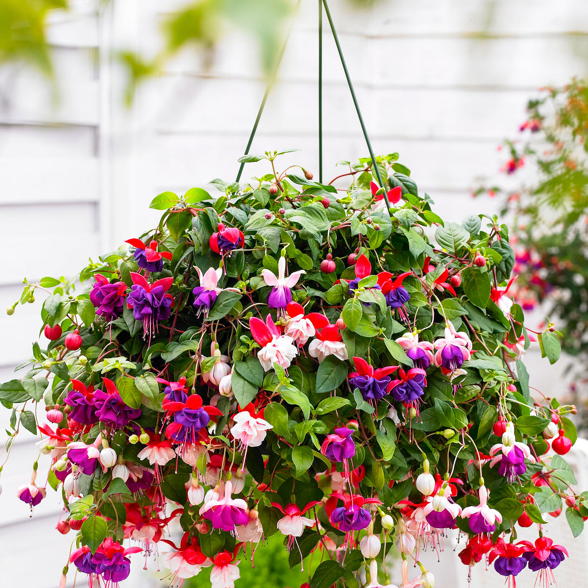 3x Double-flowered Fuchsia 'Lena' + 'Dark Eyes' + 'Swingtime' purple-red-pink