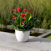 Indian shot Canna 'Cannova' Red