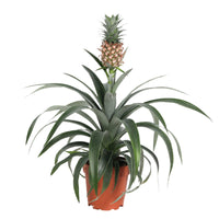 Pineapple plant Ananas 'Corona'