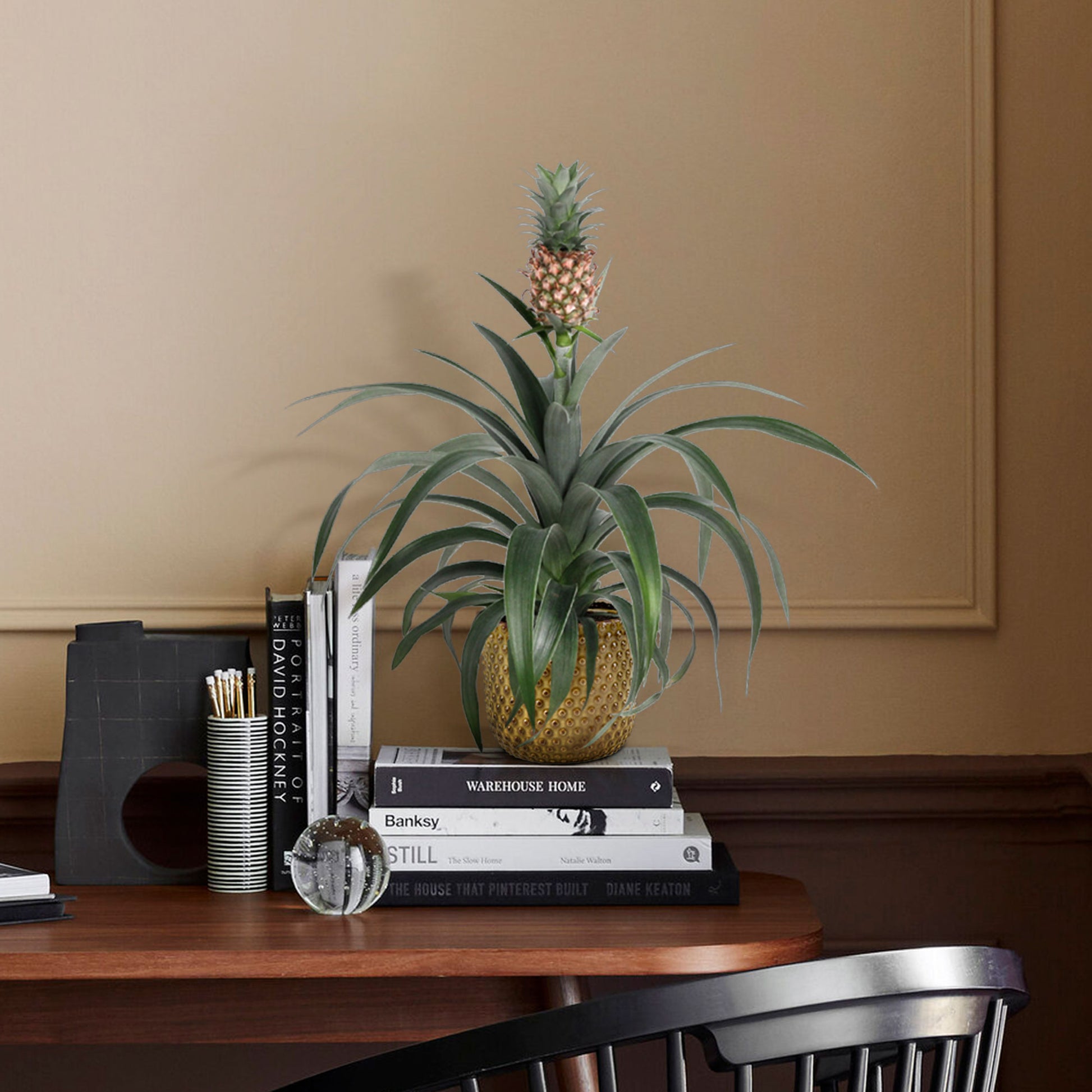 pineapple plant corona Pineapple plant Ananas 'Corona'