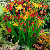 50x Crocosmia - Mix red-orange-yellow