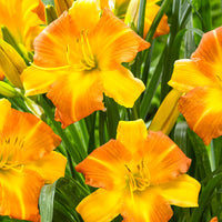 Lily Hemerocallis 'Punch Yellow' yellow-orange - Bare rooted - Hardy plant