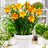 Lily Hemerocallis 'Punch Yellow' yellow-orange - Bare rooted - Hardy plant