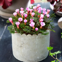 10x Wood sorrel Oxalis 'Autumn Pink' pink