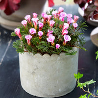10x Wood sorrel Oxalis 'Autumn Pink' pink