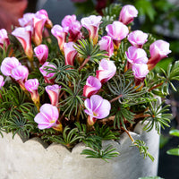 10x Wood sorrel Oxalis 'Autumn Pink' pink