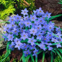 30x Spring starflower Ipheion 'Jessie' blue