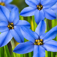 30x Spring starflower Ipheion 'Jessie' blue