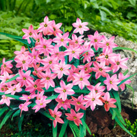 35x Spring starflower Ipheion 'Charlotte Bishop' pink