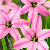 35x Spring starflower Ipheion 'Charlotte Bishop' pink