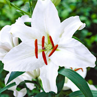5x Lilies Lilium 'Mother's Choice' white