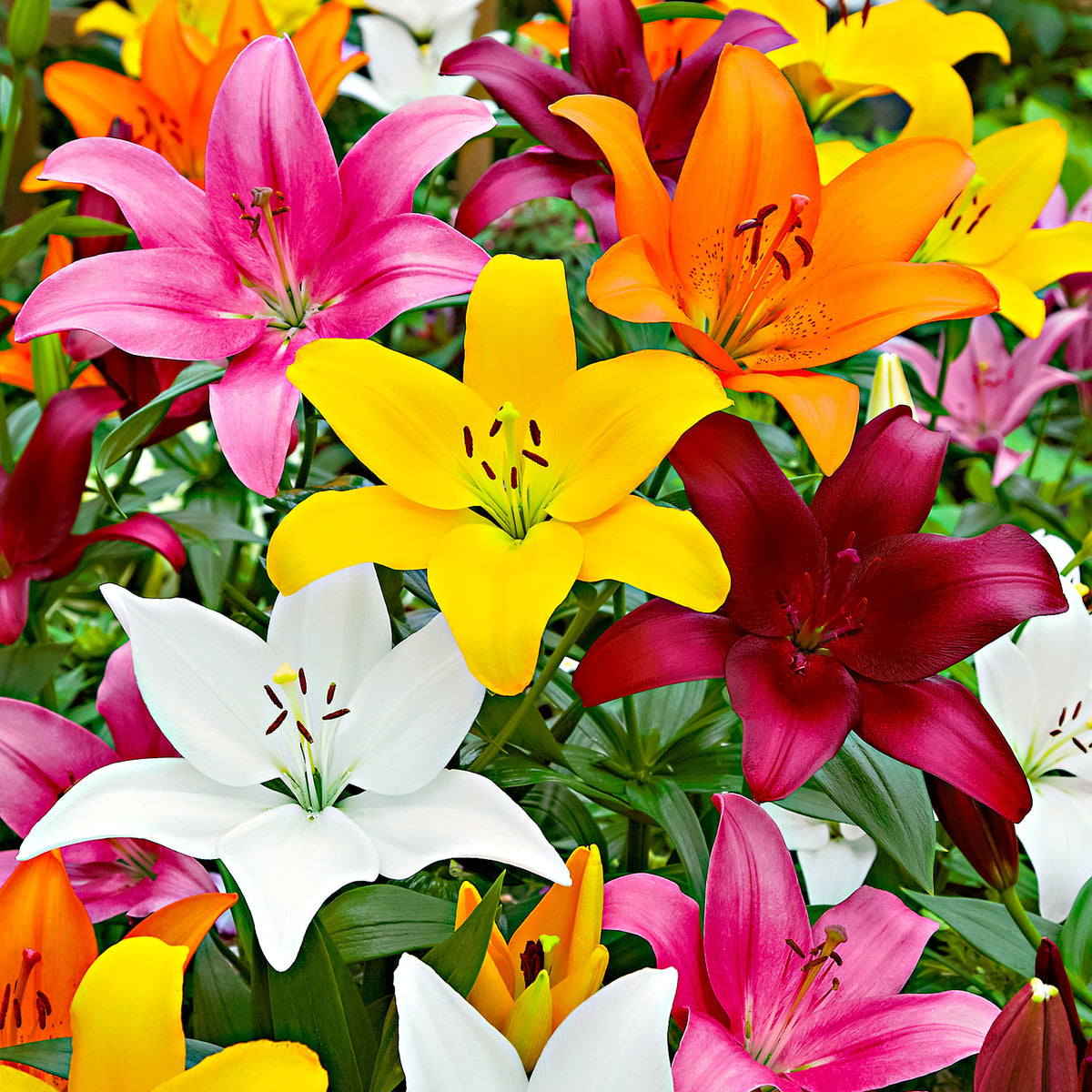 Lilies Lilium - Mix 'Lambada'