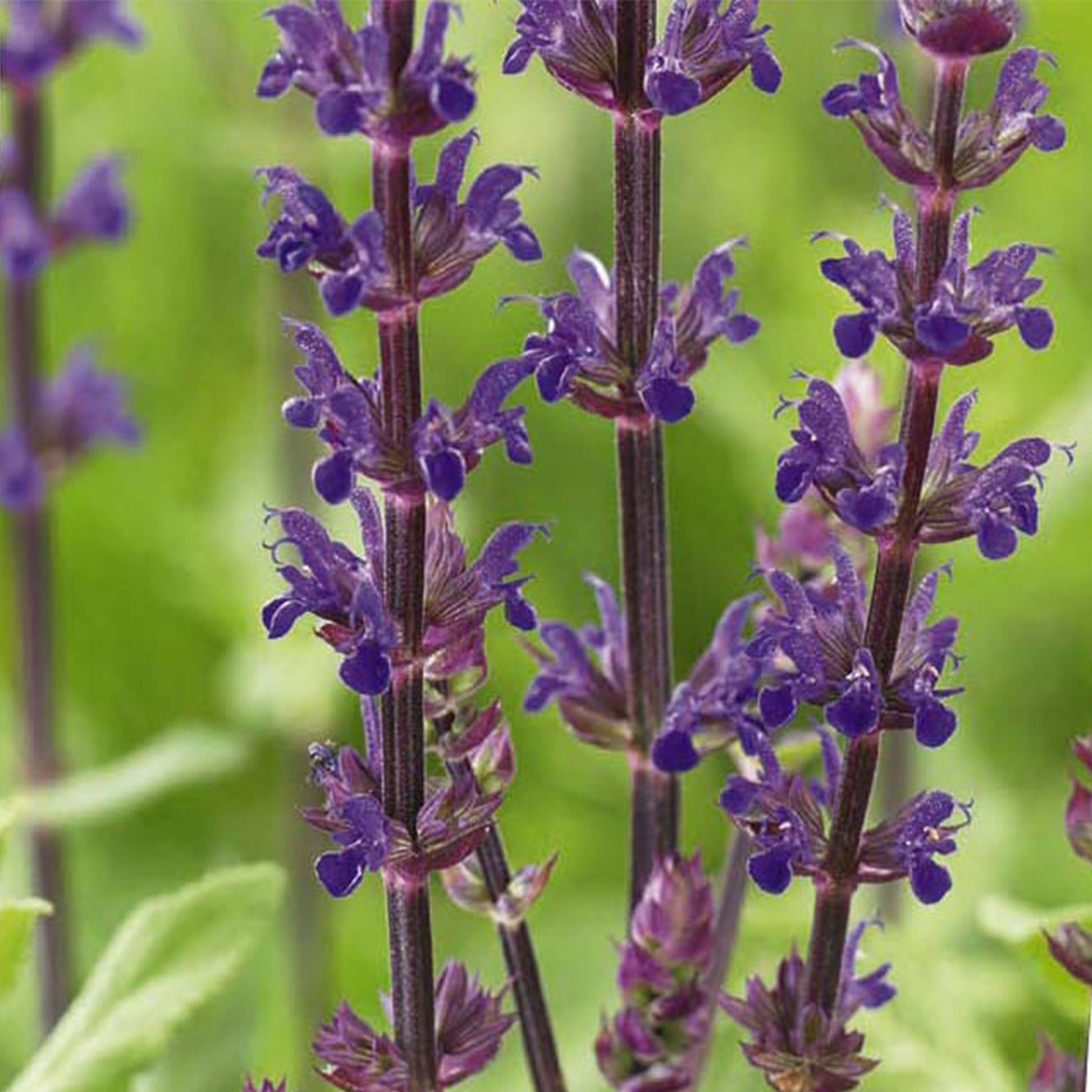 Outdoor Garden Border Flower Bed Salvia Nemorosa Deep Blue Garden Plant  Hardy Perennial Flowering Garden Plants Easy to Grow Your Own 12x Plug  Plants by Thompson and Morgan : : Garden