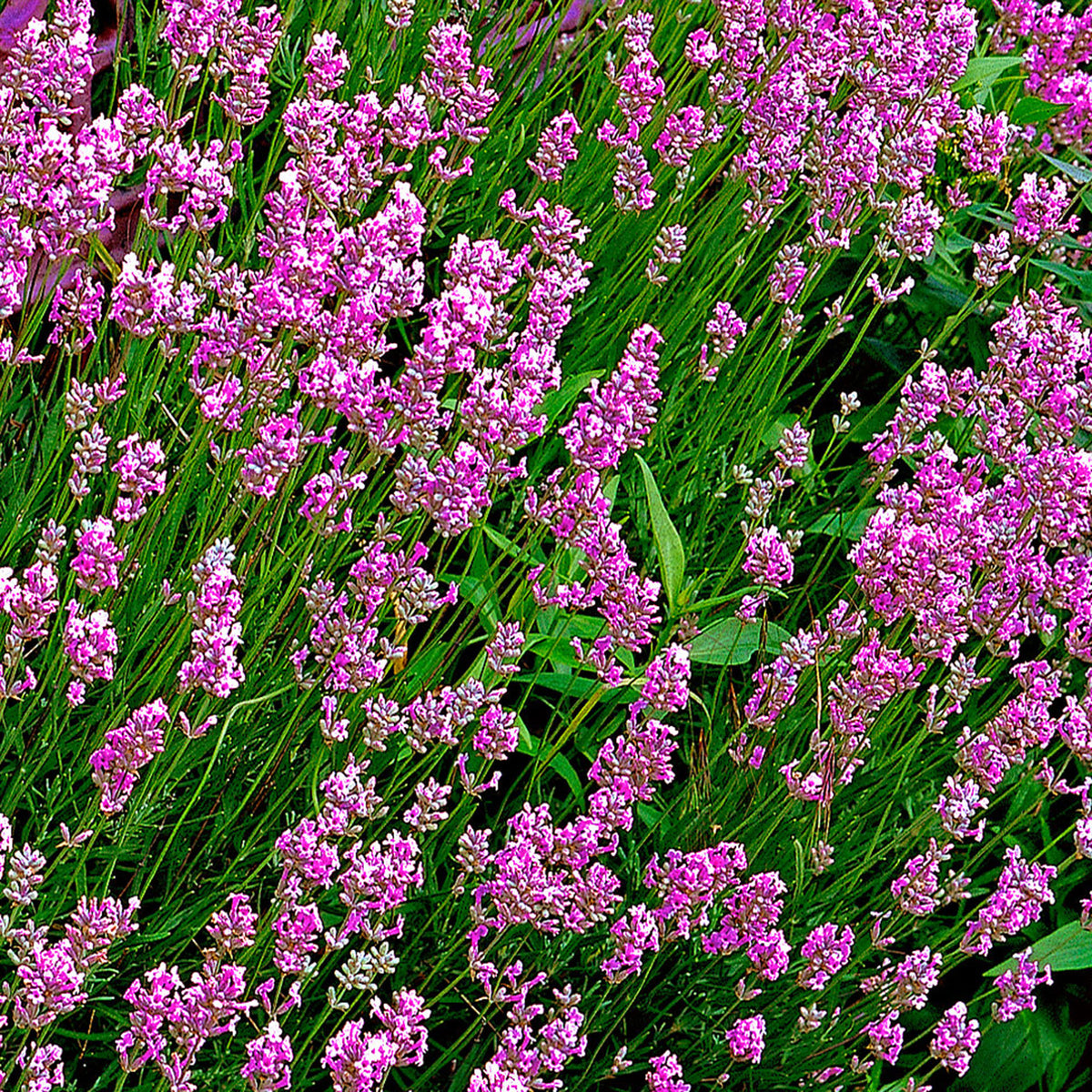 6x Houseleek Lavandula 'Loddon Pink' pink - Hardy plant
