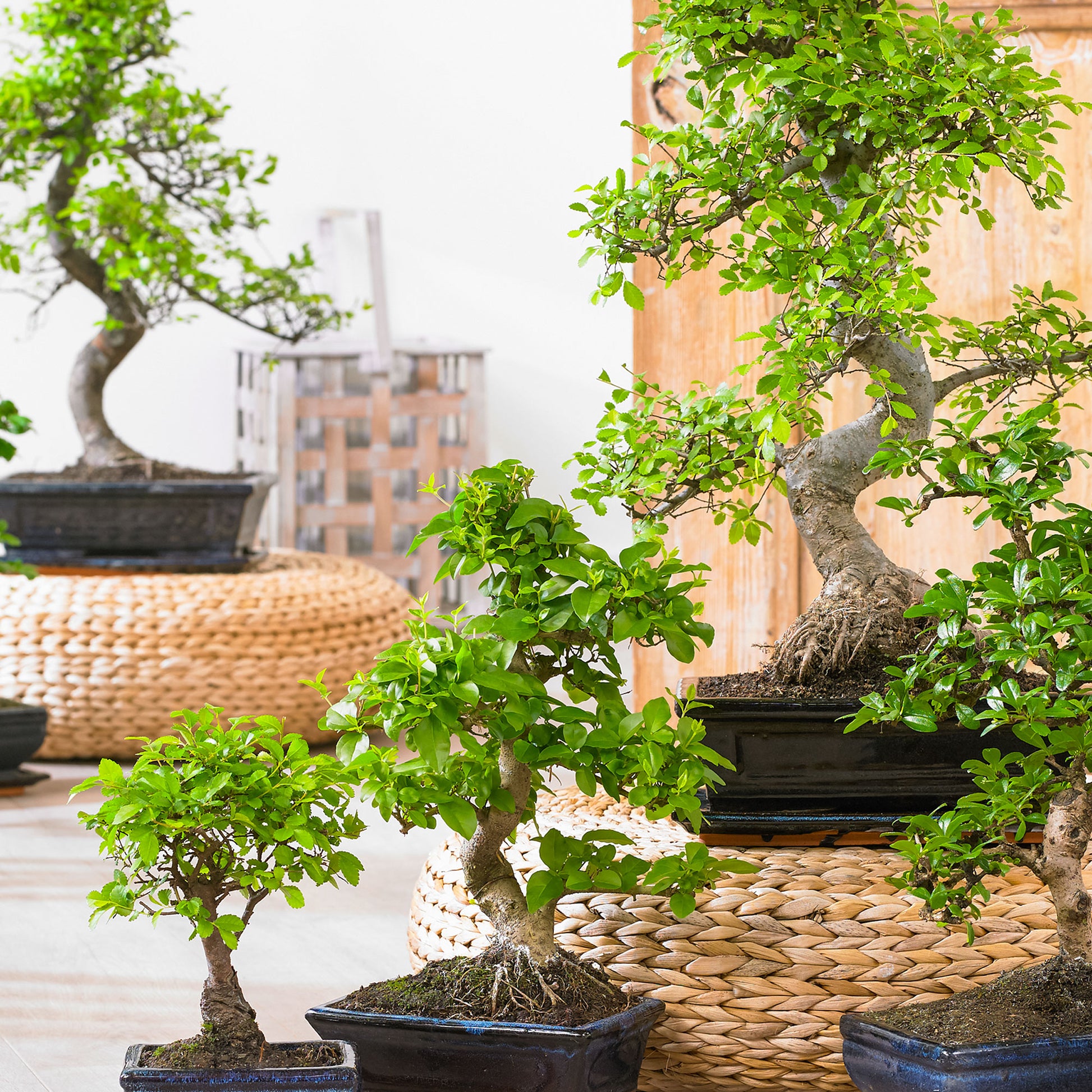 bonsai house plants Bonsai Carmona Ball-Shape incl. decorative pot