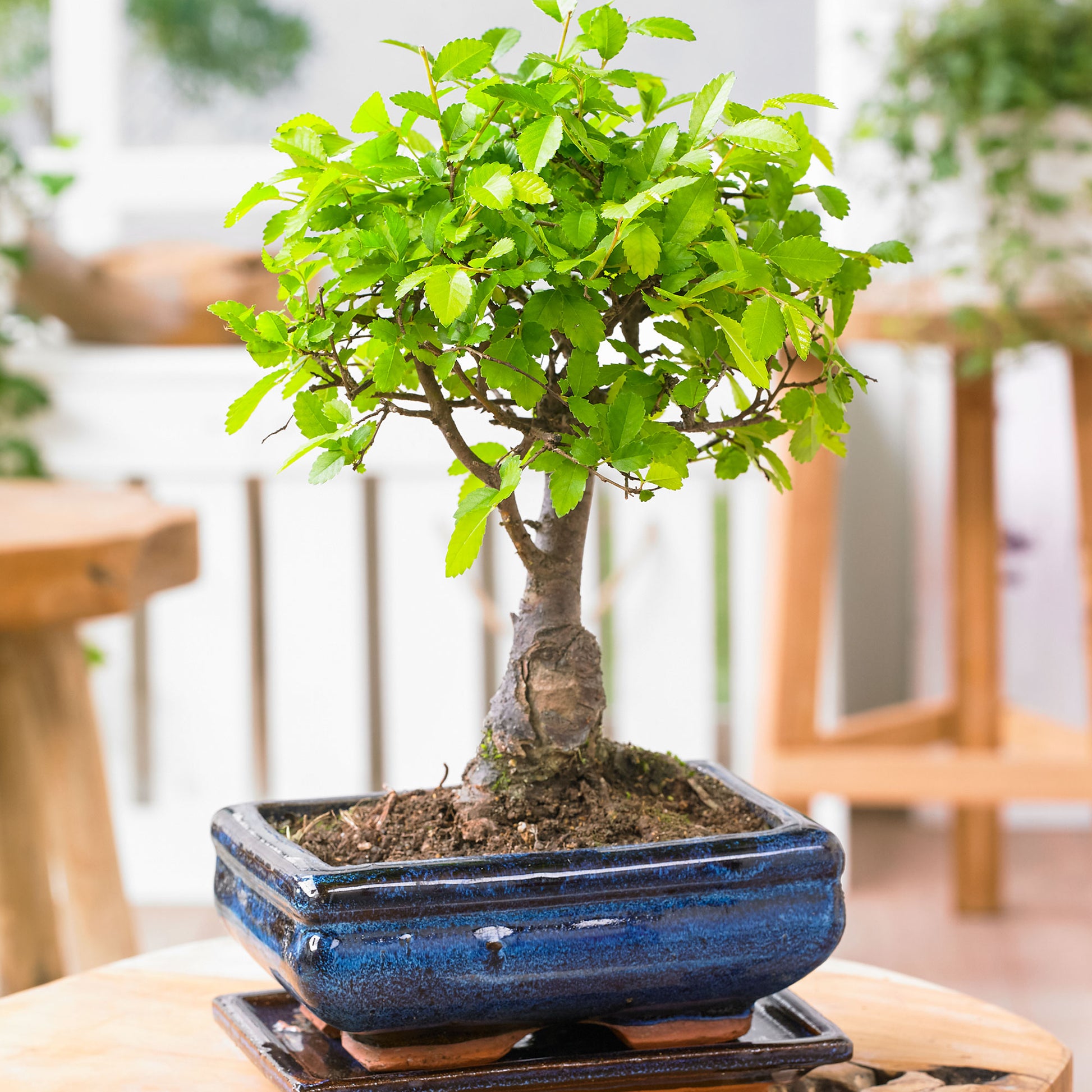 zelkova tree bonsai Bonsai Zelkova serrata spherical incl. decorative blue pot