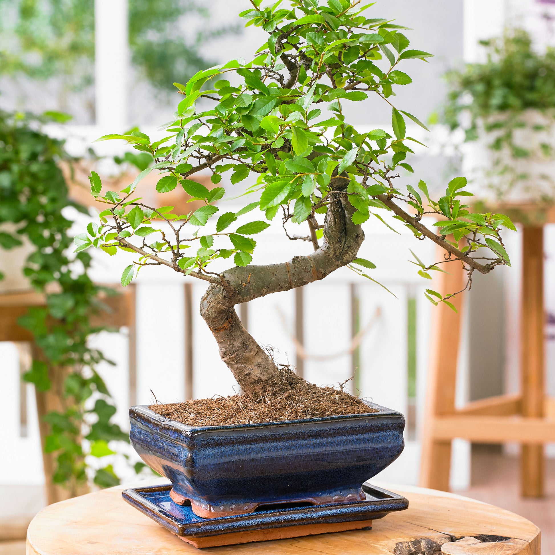 s shaped bonsai tree Bonsai Zelkova S-shape incl. decorative blue pot